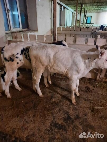 Племенные телята