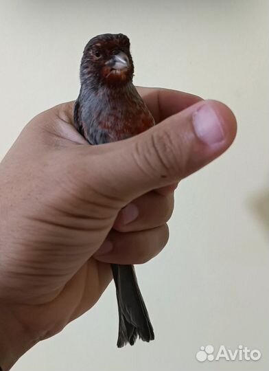 Кенара и канарейки