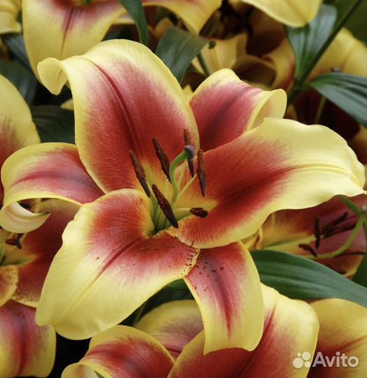 Луковицы Лилий от-гибр 5шт