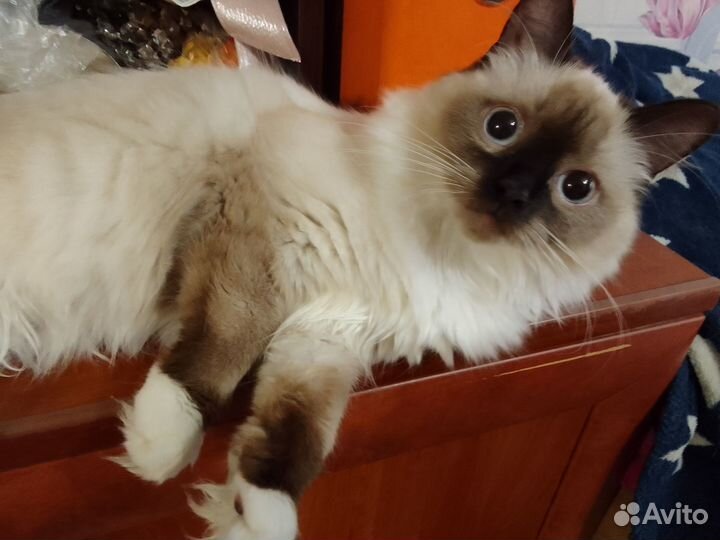 Кошечка ищет друга