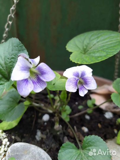 Фиалка садовая, мята ментоловая, земляника