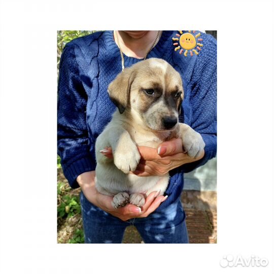 Щенок бесплатно в любящие руки