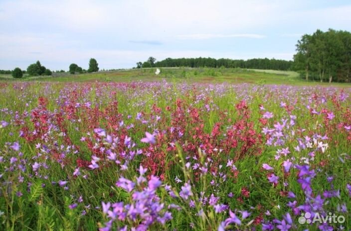 Мёд натуральный оптом
