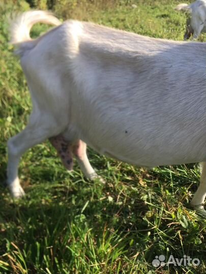 Зааненские козы и козел