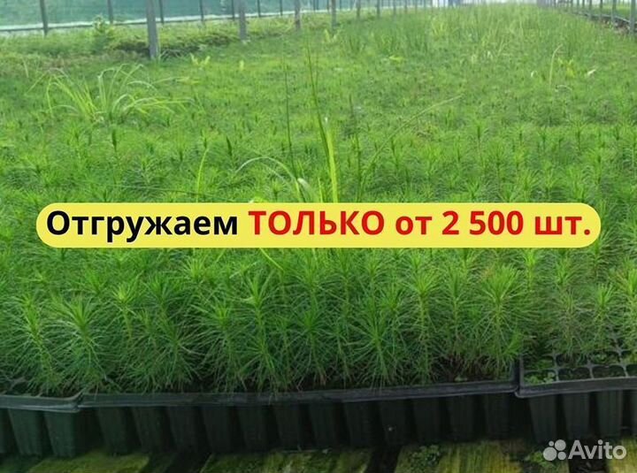 Сеянцы ели зкс от производителя