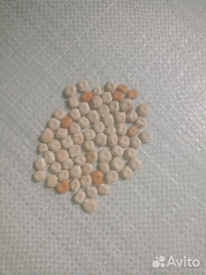 Семена люпина