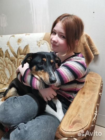 Собака бесплатно в добрые руки