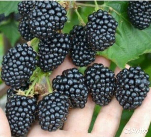 Саженцы ежевики