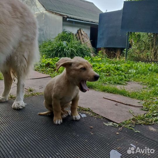 Щенки дворняжки