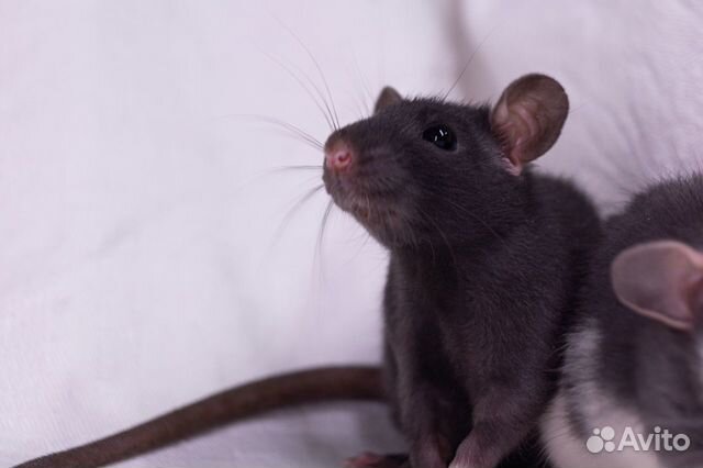 Крысята домашние, огромный выбор, круглосуточно объявление продам