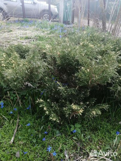 Можжевельник