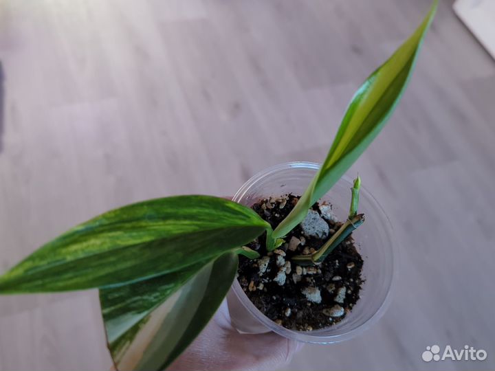 Эпипремнум Амплисимум вариегатный