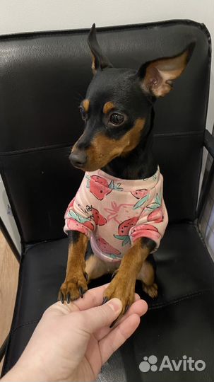 Цвергпинчер