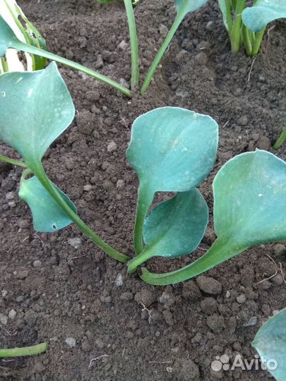 Продам хосты