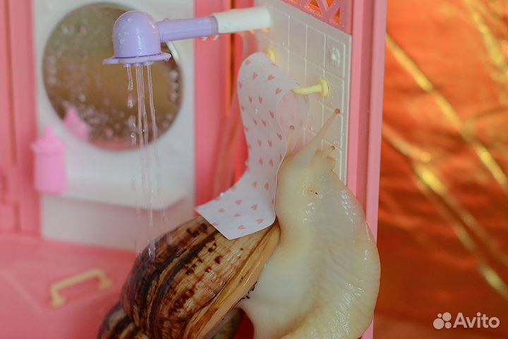 Улитки ахатина