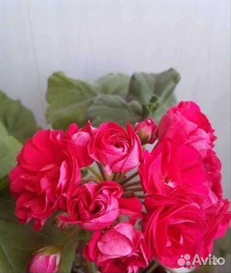 Пеларгонии сортовые