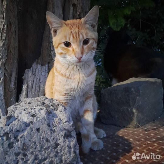 Коты в добрые руки
