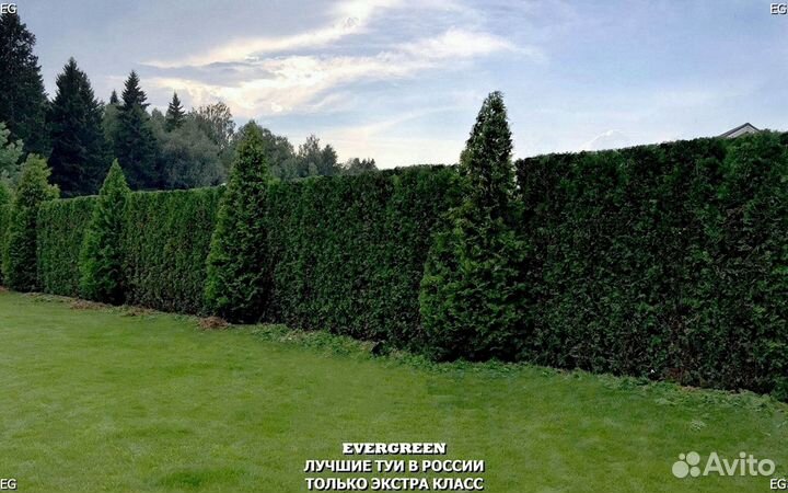 Туя брабант