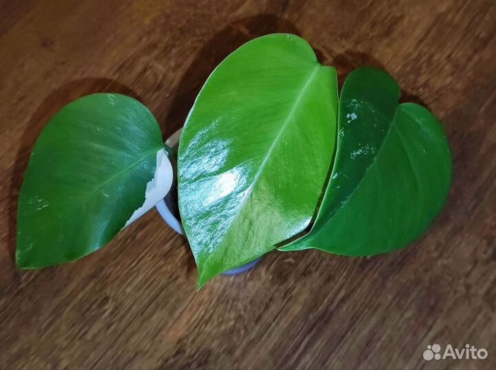 Монстера альба