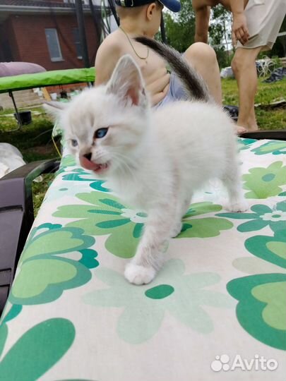 Тайский котёнок