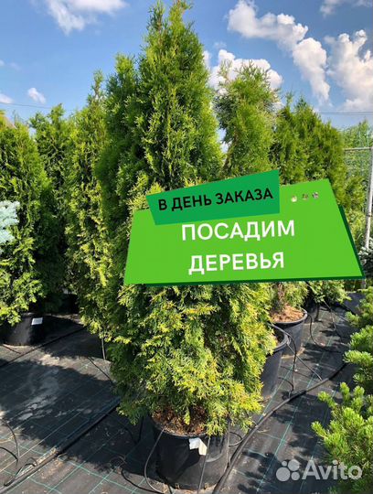 Туи с доставкой