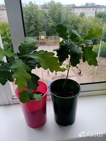 Саженцы дуба