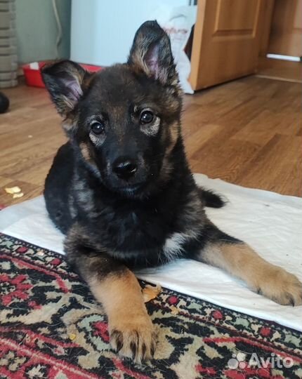 Щенок мальчик в добрые заботливые руки