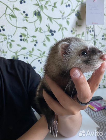 Хорек
