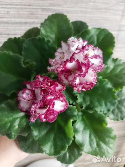 Сортовые фиалки