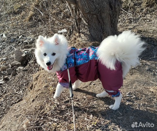 Японский шпиц щенок