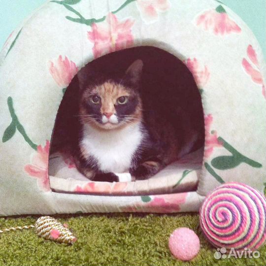 Передержка для кошек - гостиница 