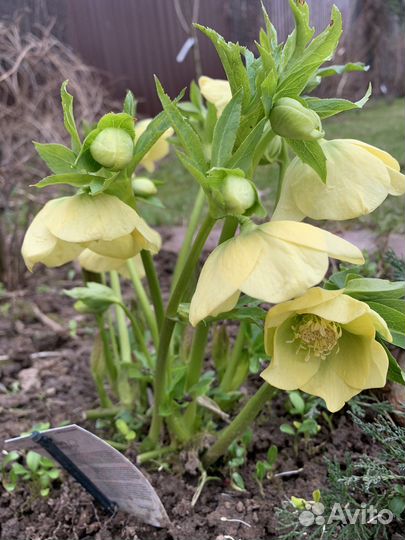 Морозник желтый