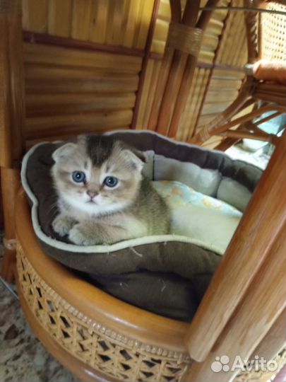 Котик золотая шиншилла