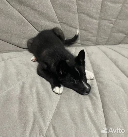 Отдам щенка