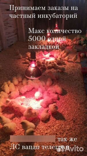 Инкубационное яйцо бройлера.индейки гуся и др