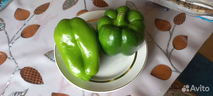 Перец болгарский
