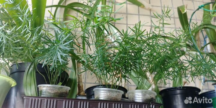 Аспарагус, амарине, габрантус, валлота, зефирантес