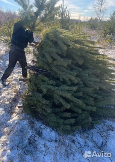 Елка сентябрьская новогодняя оптом