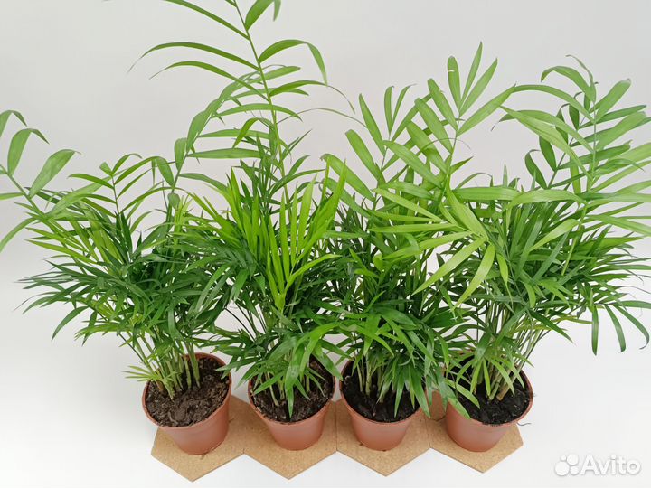 Пальма Хамедорея Элеганс