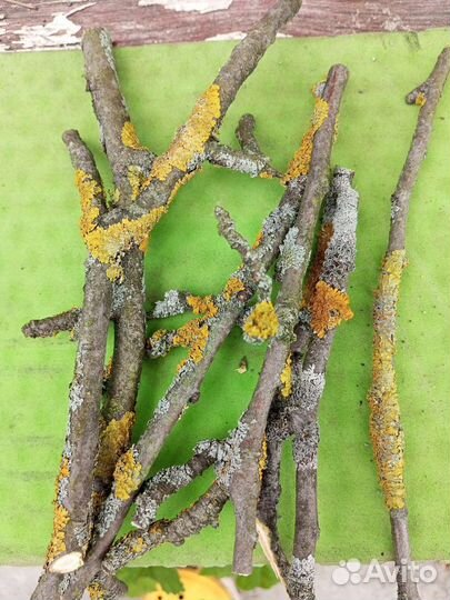 Палочки с лишайником