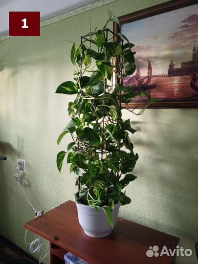 Сциндапсус (эпипремнум) на металлической стелле