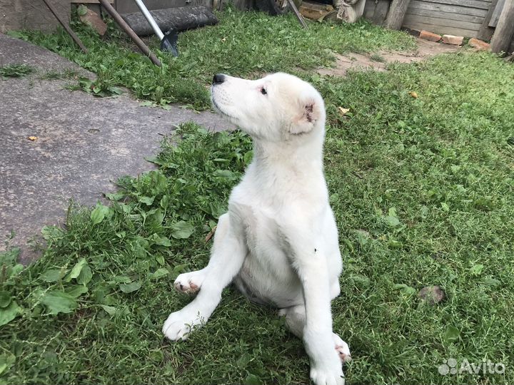 Щенки алабая