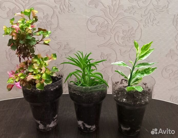 Домашние цветы. Микс