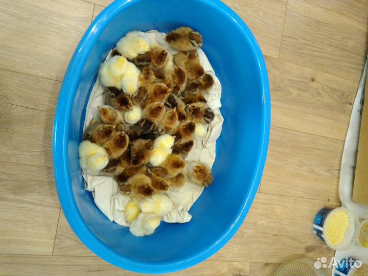 Цыплята породные