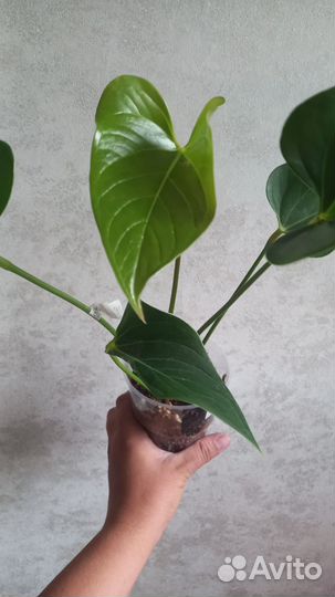 Антуриум фреш лав и ливиум