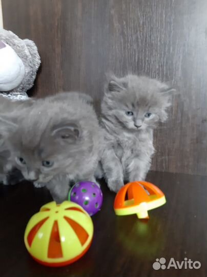 Веселые котята