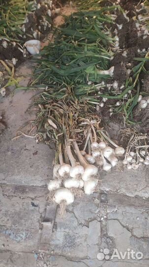 Чеснок рокамболь