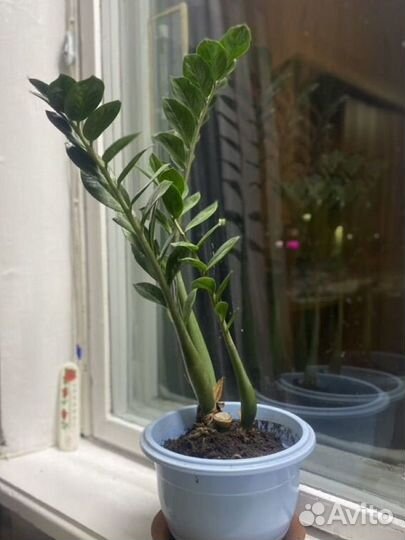 Замиокулькас