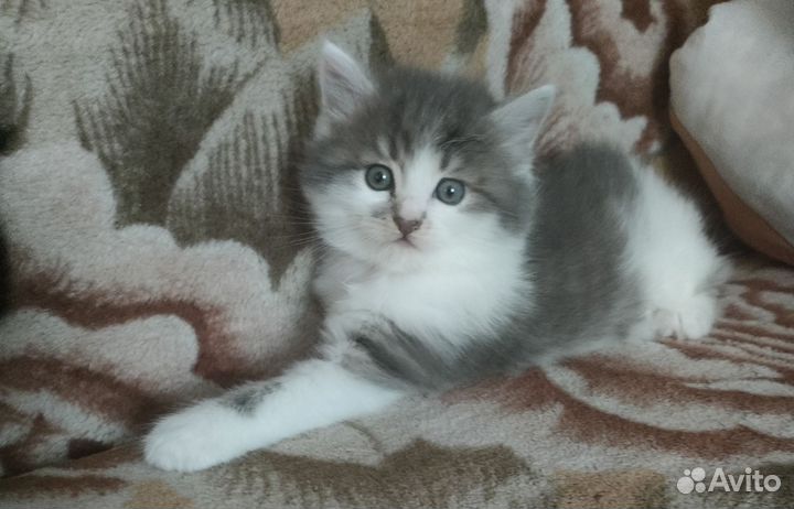 Кошка в дар бесплатно