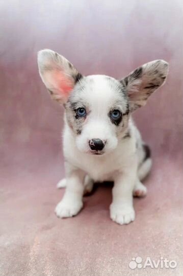 Вельш корги кардиган девочка